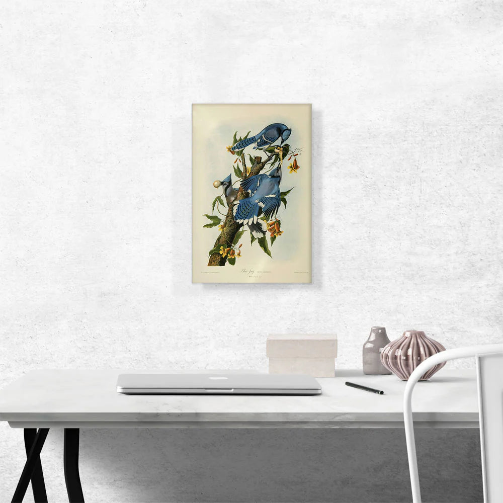 Blue Jay