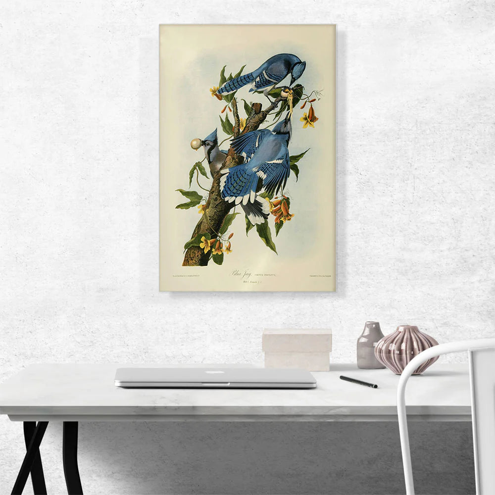 Blue Jay