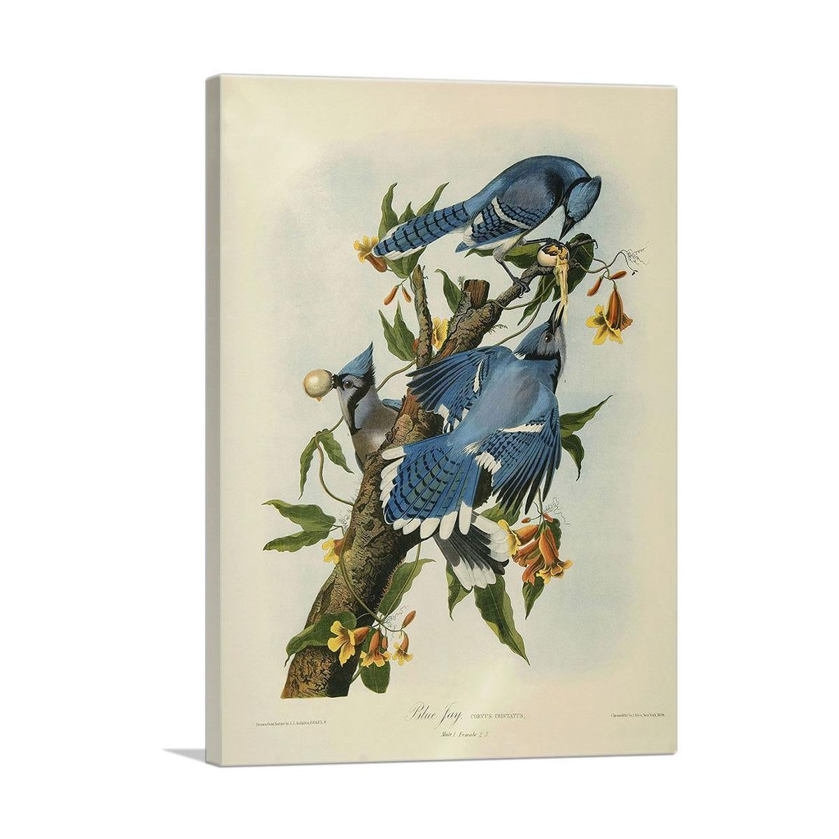 Blue Jay